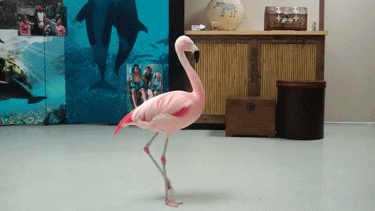 spinning flamingo